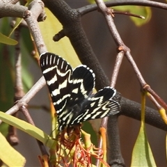 Comocrus behri at Kambah, ACT - 9 Jan 2025 04:52 PM