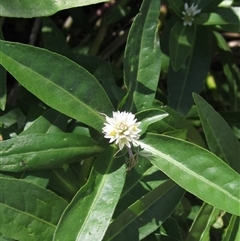 Alternanthera philoxeroides (Alligator Weed) at Melba, ACT - 8 Jan 2025 by pinnaCLE