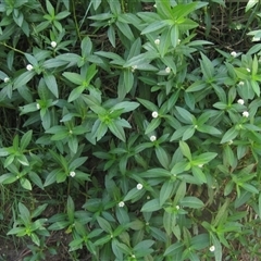 Alternanthera philoxeroides at Melba, ACT - 8 Jan 2025