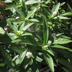 Alternanthera philoxeroides at Melba, ACT - 8 Jan 2025