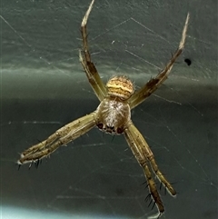 Gea theridioides (An orb weaver spider) at Ainslie, ACT - 9 Jan 2025 by Pirom