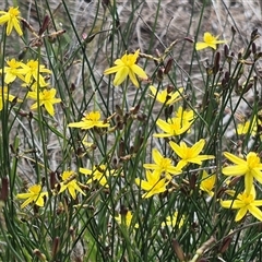 Tricoryne elatior (Yellow Rush Lily) at Bungendore, NSW - 9 Jan 2025 by clarehoneydove