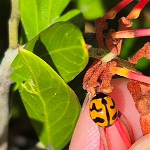 Coccinella transversalis at Bungendore, NSW - 9 Jan 2025