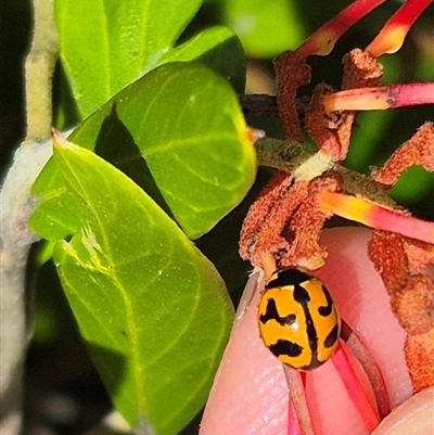 Coccinella transversalis (Transverse Ladybird) at Bungendore, NSW - 9 Jan 2025 by clarehoneydove