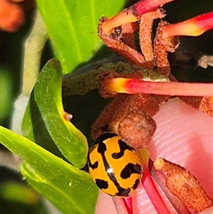 Coccinella transversalis at Bungendore, NSW - 9 Jan 2025