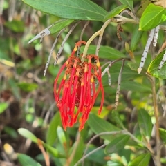 Grevillea sp. at Bungendore, NSW - 9 Jan 2025 by clarehoneydove