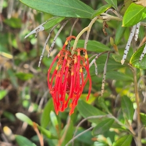 Grevillea victoriae at Bungendore, NSW - 9 Jan 2025 02:55 PM