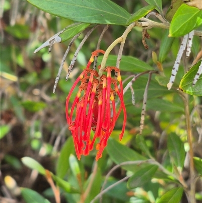 Grevillea victoriae at Bungendore, NSW - 9 Jan 2025 by clarehoneydove