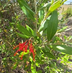 Grevillea victoriae at Bungendore, NSW - 9 Jan 2025 02:55 PM