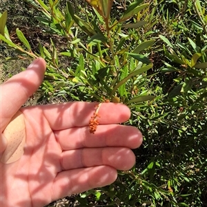 Grevillea victoriae at Bungendore, NSW - 9 Jan 2025 02:55 PM