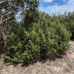 Grevillea victoriae at Bungendore, NSW - 9 Jan 2025 02:55 PM