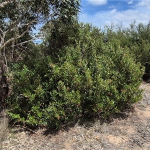 Grevillea victoriae at Bungendore, NSW - 9 Jan 2025 02:55 PM