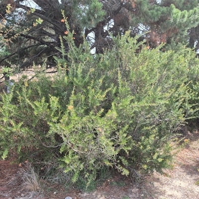 Grevillea (genus) (Grevillea) at Bungendore, NSW - 9 Jan 2025 by clarehoneydove