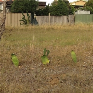 Opuntia sp. (Prickly Pear) at Flynn, ACT by pinnaCLE