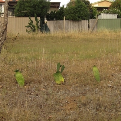 Opuntia sp. (Prickly Pear) at Flynn, ACT - 9 Jan 2025 by pinnaCLE