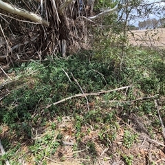 Vinca major at Bungendore, NSW - 9 Jan 2025 02:52 PM