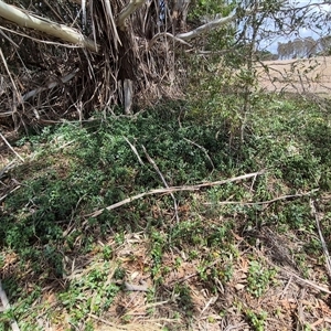 Vinca major at Bungendore, NSW - 9 Jan 2025 02:52 PM