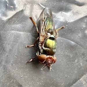 Unidentified True fly (Diptera) at Aranda, ACT by KMcCue