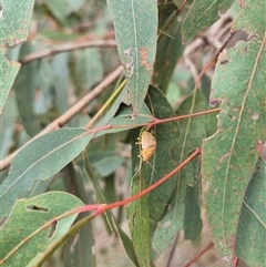 Paropsis atomaria (Eucalyptus leaf beetle) at Bungendore, NSW - 9 Jan 2025 by clarehoneydove