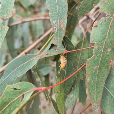 Paropsis atomaria (Eucalyptus leaf beetle) at Bungendore, NSW - 9 Jan 2025 by clarehoneydove