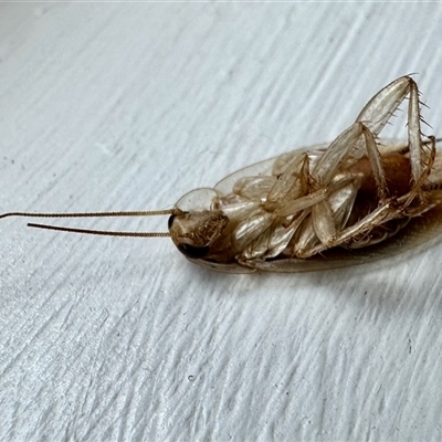 Unidentified Cockroach (Blattodea, several families) at Aranda, ACT - 9 Jan 2025 by KMcCue