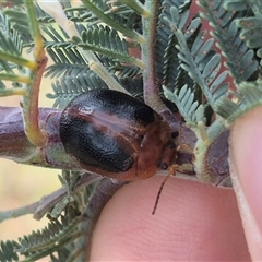 Dicranosterna immaculata (Acacia leaf beetle) at Bungendore, NSW - 9 Jan 2025 by clarehoneydove