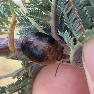 Dicranosterna immaculata (Acacia leaf beetle) at Bungendore, NSW by clarehoneydove