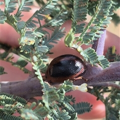 Dicranosterna immaculata at Bungendore, NSW - 9 Jan 2025 03:44 PM