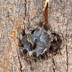 Araneidae (family) at Campbell, ACT - 9 Jan 2025 by Hejor1