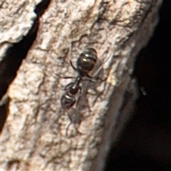 Iridomyrmex sp. (genus) (Ant) at Reid, ACT - 9 Jan 2025 by Hejor1