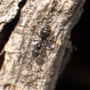 Iridomyrmex sp. (genus) at Reid, ACT - 9 Jan 2025