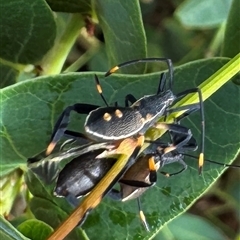 Mictis profana (Crusader Bug) at Braddon, ACT - 9 Jan 2025 by Hejor1