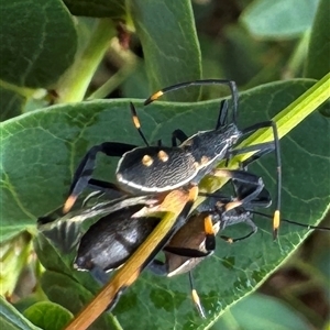 Mictis profana at Braddon, ACT - 9 Jan 2025 08:41 AM