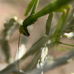 Pseudomantis albofimbriata at Campbell, ACT - 9 Jan 2025 by Hejor1