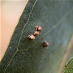 Unidentified Eucalyptus Gall at Campbell, ACT - 9 Jan 2025 by Hejor1