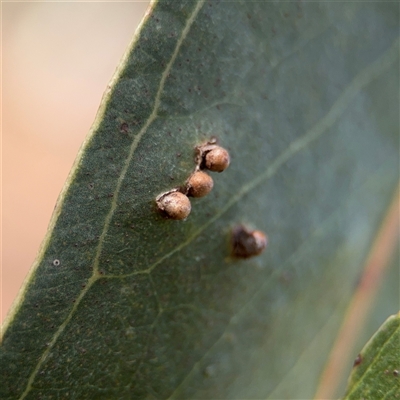 Unidentified Eucalyptus Gall at Campbell, ACT - 9 Jan 2025 by Hejor1