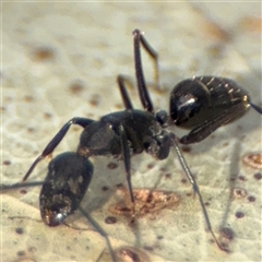 Camponotus nigroaeneus (Sugar ant) at Parkes, ACT - 9 Jan 2025 by Hejor1