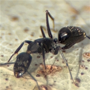 Camponotus nigroaeneus at Parkes, ACT - 9 Jan 2025