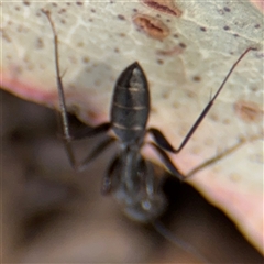 Camponotus nigroaeneus at Parkes, ACT - 9 Jan 2025