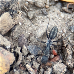 Camponotus nigroaeneus at Parkes, ACT - 9 Jan 2025