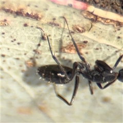 Camponotus nigroaeneus at Parkes, ACT - 9 Jan 2025