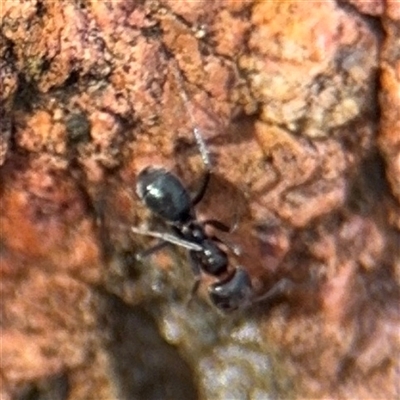 Iridomyrmex rufoniger (Tufted Tyrant Ant) at Campbell, ACT - 9 Jan 2025 by Hejor1