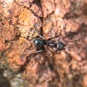 Iridomyrmex rufoniger at Campbell, ACT - 9 Jan 2025 04:23 PM