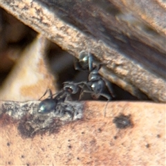 Iridomyrmex rufoniger at Campbell, ACT - 9 Jan 2025