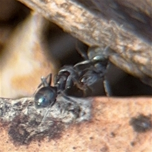 Iridomyrmex rufoniger at Campbell, ACT - 9 Jan 2025 04:23 PM