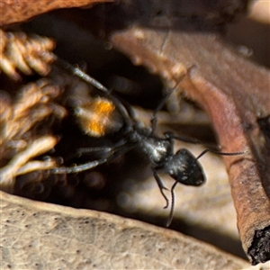 Camponotus aeneopilosus at Campbell, ACT - 9 Jan 2025 04:22 PM