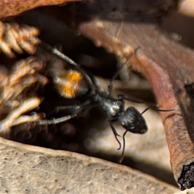 Camponotus aeneopilosus (A Golden-tailed sugar ant) at Campbell, ACT - 9 Jan 2025 by Hejor1