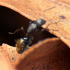 Camponotus aeneopilosus at Campbell, ACT - 9 Jan 2025 04:22 PM