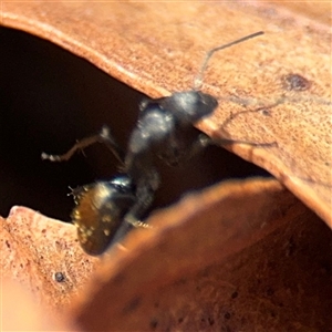 Camponotus aeneopilosus at Campbell, ACT - 9 Jan 2025