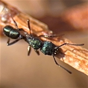 Rhytidoponera metallica at Campbell, ACT - 9 Jan 2025 04:22 PM